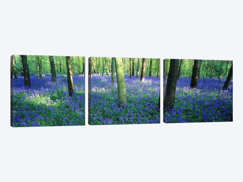 Bluebells in a forest, Charfield, Gloucestershire, England by Panoramic Images 3-piece Canvas Artwork