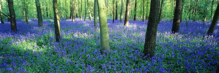 Bluebells in a forest, Charfield, Gloucestershire, England