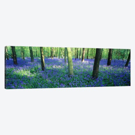 Bluebells in a forest, Charfield, Gloucestershire, England Canvas Print #PIM7278} by Panoramic Images Canvas Artwork