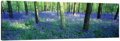 Bluebells in a forest, Charfield, Gloucestershire, England Canvas Art Print - England Art
