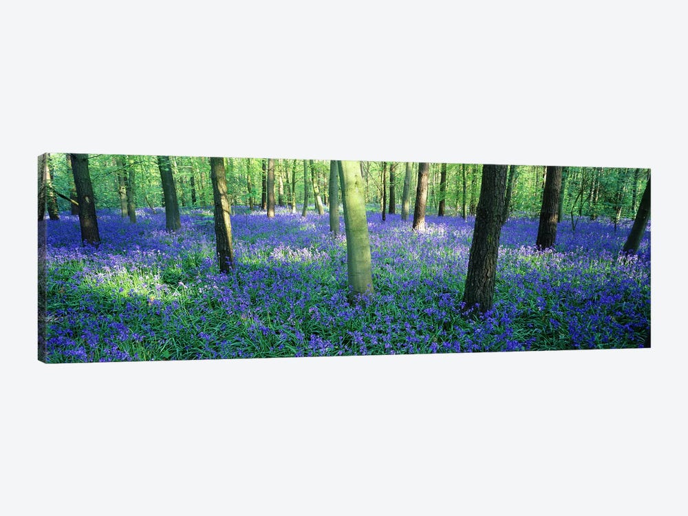 Bluebells in a forest, Charfield, Gloucestershire, England by Panoramic Images 1-piece Canvas Artwork