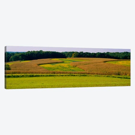 Field Of Corn Crops, Baltimore, Maryland, USA Canvas Print #PIM728} by Panoramic Images Canvas Print