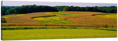 Field Of Corn Crops, Baltimore, Maryland, USA Canvas Art Print - Corn Art