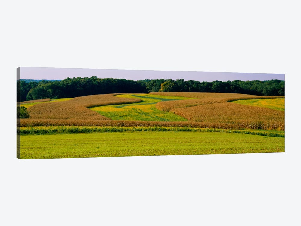 Field Of Corn Crops, Baltimore, Maryland, USA by Panoramic Images 1-piece Canvas Art Print