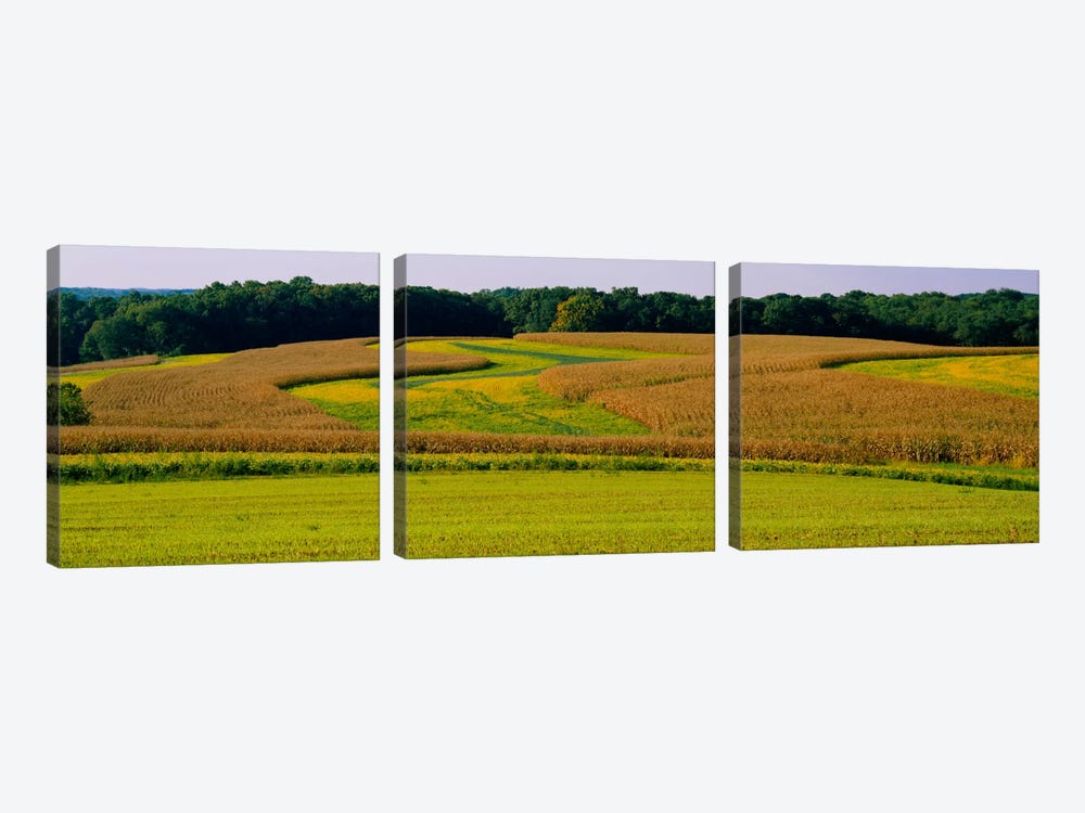 Field Of Corn Crops, Baltimore, Maryland, USA by Panoramic Images 3-piece Canvas Art Print