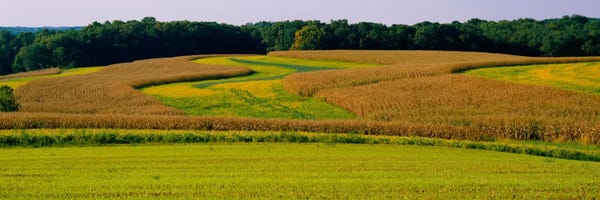 Maryland: Field Of Corn Crops, Baltimore, Maryland, USA by Panoramic Images