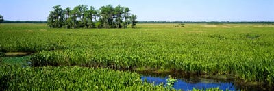 Plants on a wetland, Jean Lafitte National Historical Park And Preserve, New Orleans, Louisiana, USA by Panoramic Images canvas print