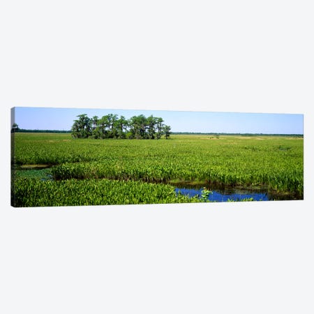 Plants on a wetland, Jean Lafitte National Historical Park And Preserve, New Orleans, Louisiana, USA Canvas Print #PIM733} by Panoramic Images Canvas Wall Art