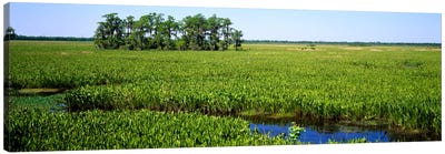 Plants on a wetland, Jean Lafitte National Historical Park And Preserve, New Orleans, Louisiana, USA Canvas Art Print - Marsh & Swamp Art