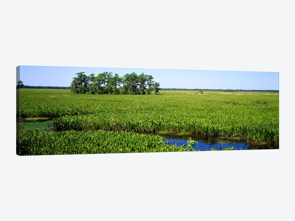 Plants on a wetland, Jean Lafitte National Historical Park And Preserve, New Orleans, Louisiana, USA by Panoramic Images 1-piece Canvas Art Print