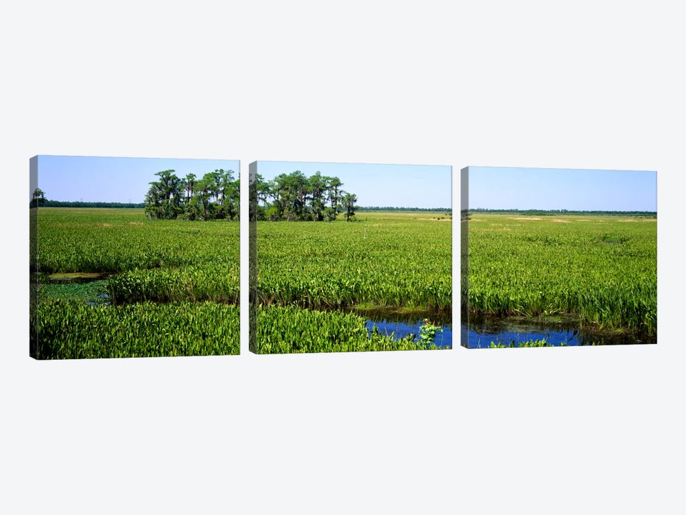 Plants on a wetland, Jean Lafitte National Historical Park And Preserve, New Orleans, Louisiana, USA by Panoramic Images 3-piece Art Print