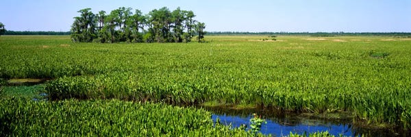 New Orleans: Plants on a wetland, Jean Lafitte National Historical Park And Preserve, New Orleans, Louisiana, USA by Panoramic Images