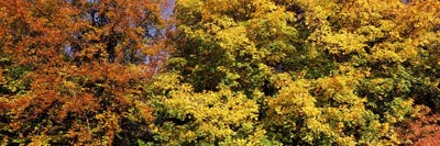 Autumnal trees in a park, Ludwigsburg Park, Ludwigsburg, Baden-Wurttemberg, Germany by Panoramic Images canvas print