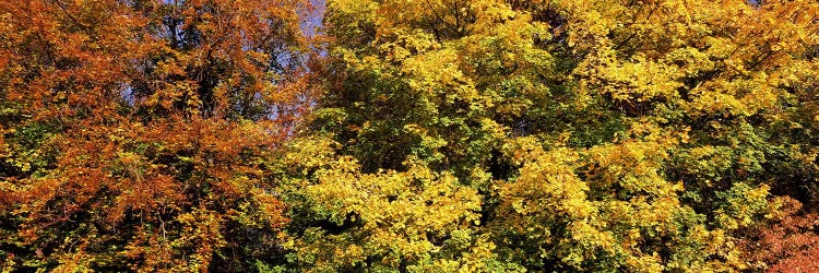 Autumnal trees in a park, Ludwigsburg Park, Ludwigsburg, Baden-Wurttemberg, Germany