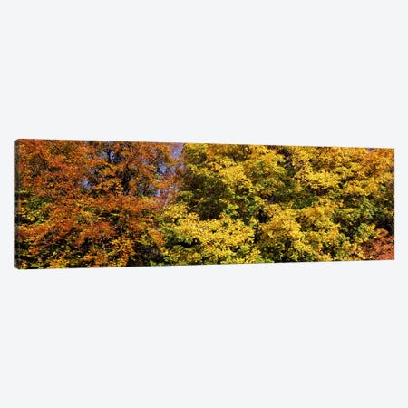 Autumnal trees in a park, Ludwigsburg Park, Ludwigsburg, Baden-Wurttemberg, Germany Canvas Print #PIM7357} by Panoramic Images Canvas Artwork