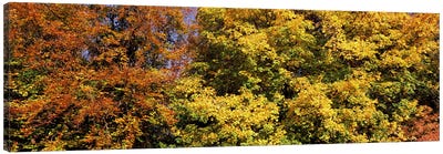 Autumnal trees in a park, Ludwigsburg Park, Ludwigsburg, Baden-Wurttemberg, Germany Canvas Art Print