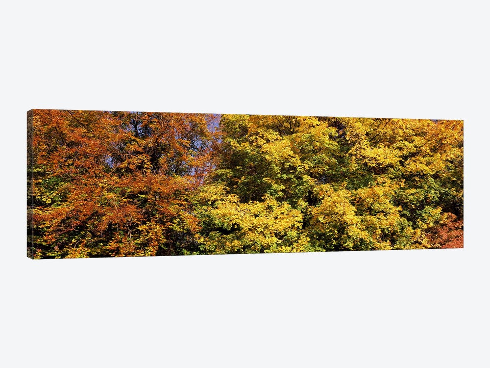 Autumnal trees in a park, Ludwigsburg Park, Ludwigsburg, Baden-Wurttemberg, Germany by Panoramic Images 1-piece Canvas Artwork