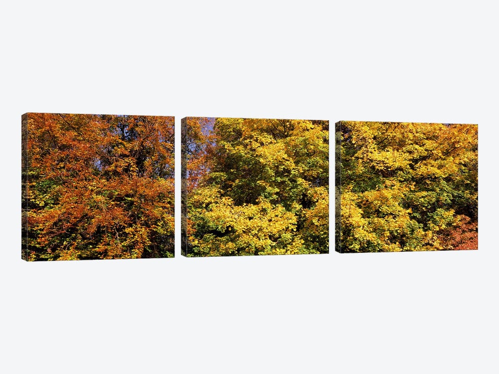 Autumnal trees in a park, Ludwigsburg Park, Ludwigsburg, Baden-Wurttemberg, Germany by Panoramic Images 3-piece Canvas Artwork