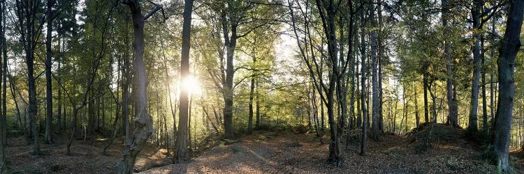 Trees in a forestBlack Forest, Freiburg im Breisgau, Baden-Wurttemberg, Germany by Panoramic Images wall art
