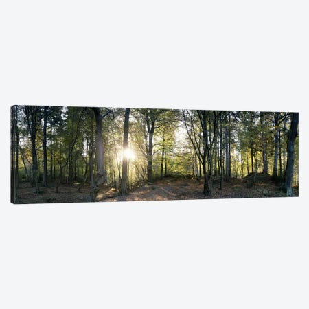 Trees in a forestBlack Forest, Freiburg im Breisgau, Baden-Wurttemberg, Germany Canvas Print #PIM7392} by Panoramic Images Canvas Print