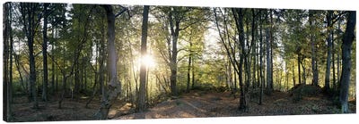 Trees in a forestBlack Forest, Freiburg im Breisgau, Baden-Wurttemberg, Germany Canvas Art Print - Sunrise & Sunset Art