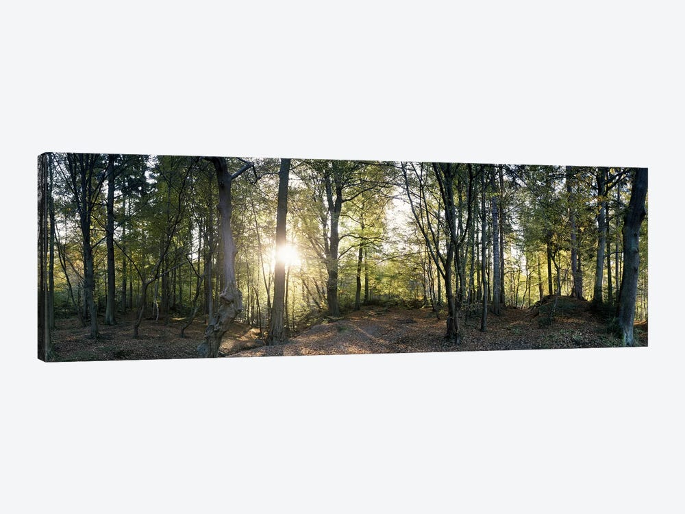 Trees in a forestBlack Forest, Freiburg im Breisgau, Baden-Wurttemberg, Germany by Panoramic Images 1-piece Canvas Print