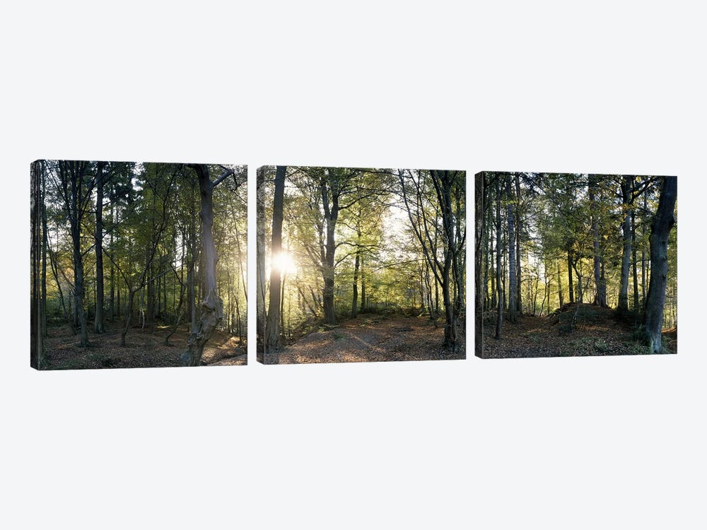 Trees in a forestBlack Forest, Freiburg im Breisgau, Baden-Wurttemberg, Germany by Panoramic Images 3-piece Art Print