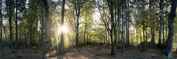 Trees in a forestBlack Forest, Freiburg im Breisgau, Baden-Wurttemberg, Germany