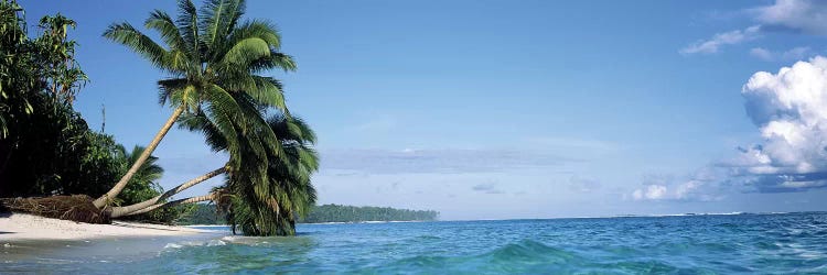 Leaning Palm Trees In A Tropical Landscape