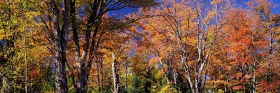Trees in autumn, Vermont, USA by Panoramic Images acrylic art print