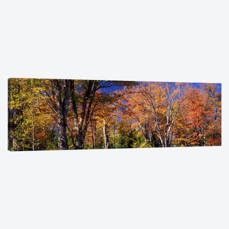 Trees in autumn, Vermont, USA Canvas Print #PIM7444} by Panoramic Images Canvas Wall Art