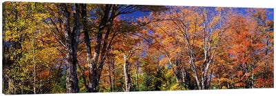 Trees in autumn, Vermont, USA Canvas Art Print - Vermont Art