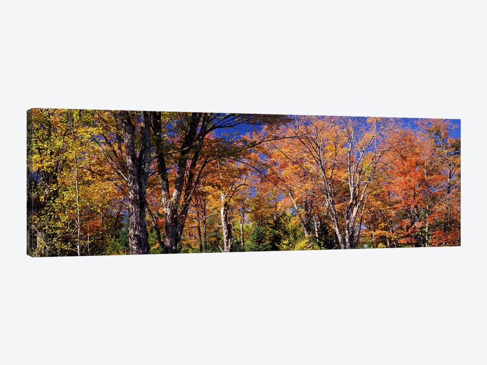 Trees in autumn, Vermont, USA by Panoramic Images 1-piece Art Print