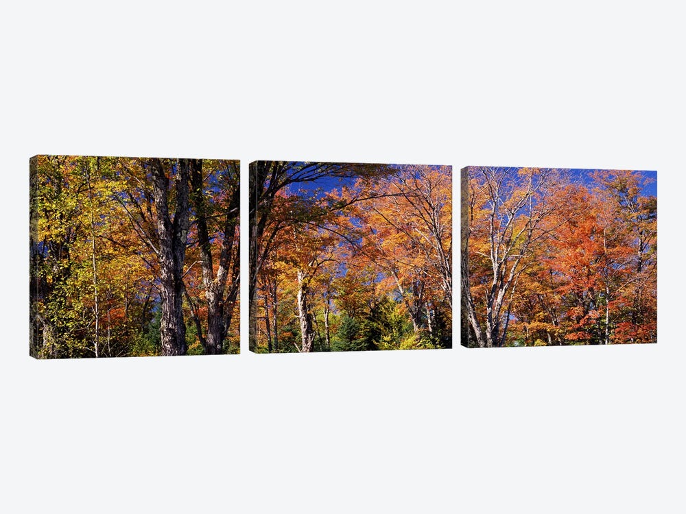 Trees in autumn, Vermont, USA by Panoramic Images 3-piece Canvas Art Print