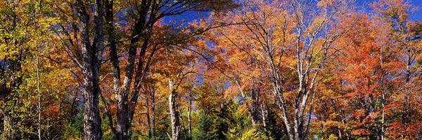 Vermont: Trees in autumn, Vermont, USA by Panoramic Images