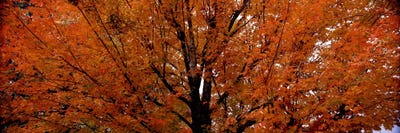 Maple tree in autumnVermont, USA by Panoramic Images acrylic art print