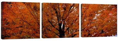 Maple tree in autumnVermont, USA Canvas Art Print - Maple Tree Art