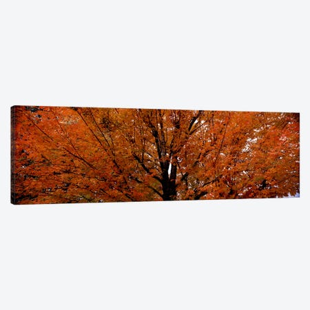 Maple tree in autumnVermont, USA Canvas Print #PIM7445} by Panoramic Images Canvas Art