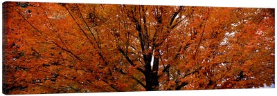 Maple tree in autumnVermont, USA Canvas Art Print - Tree Close-Up Art