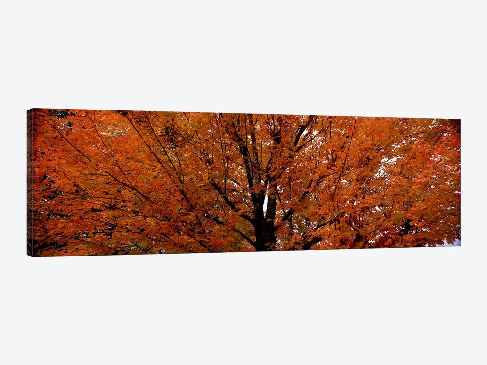 Maple tree in autumnVermont, USA 1-piece Canvas Artwork