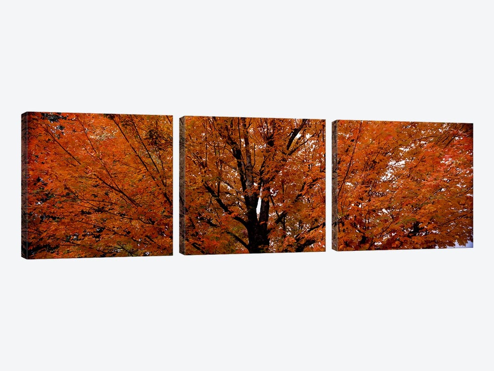 Maple tree in autumnVermont, USA by Panoramic Images 3-piece Canvas Art