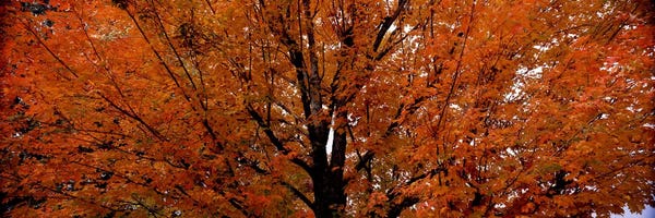 Maple Trees: Maple tree in autumnVermont, USA by Panoramic Images