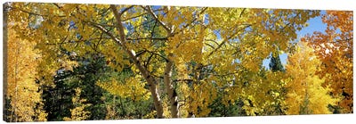 Aspen trees in autumn, Colorado, USA Canvas Art Print - Aspen Tree Art