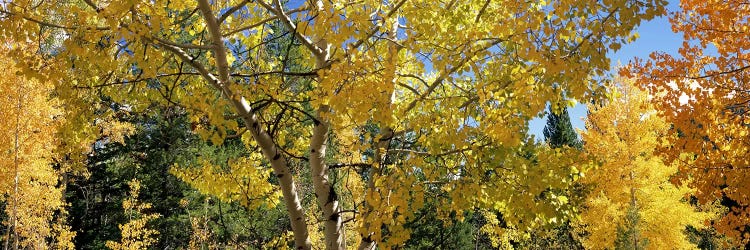 Aspen trees in autumn, Colorado, USA