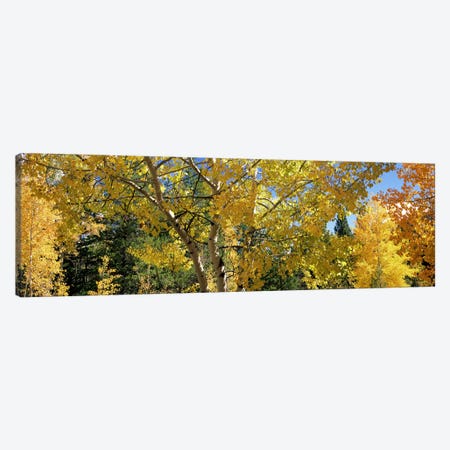 Aspen trees in autumn, Colorado, USA Canvas Print #PIM7460} by Panoramic Images Canvas Art Print