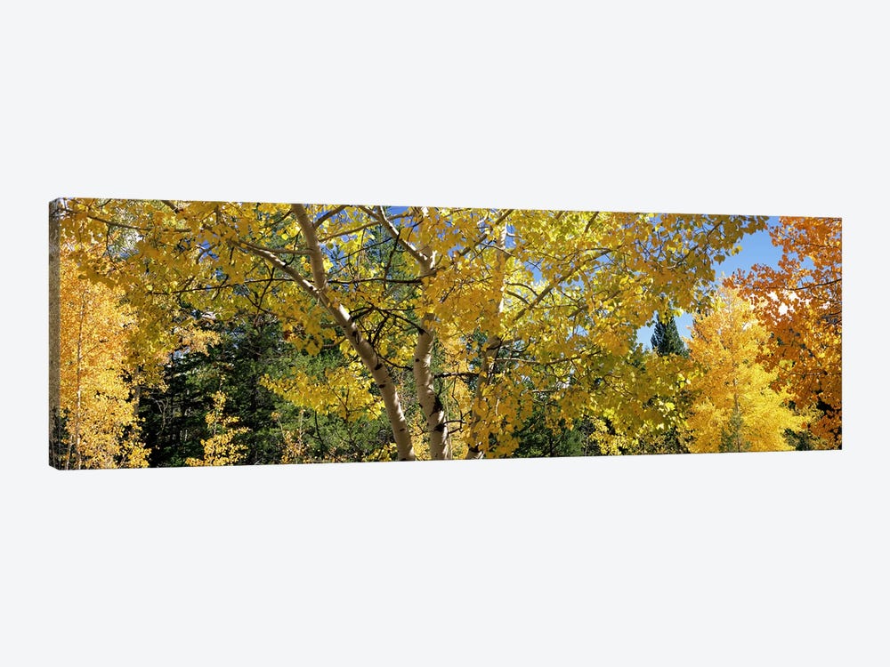 Aspen trees in autumn, Colorado, USA by Panoramic Images 1-piece Canvas Print