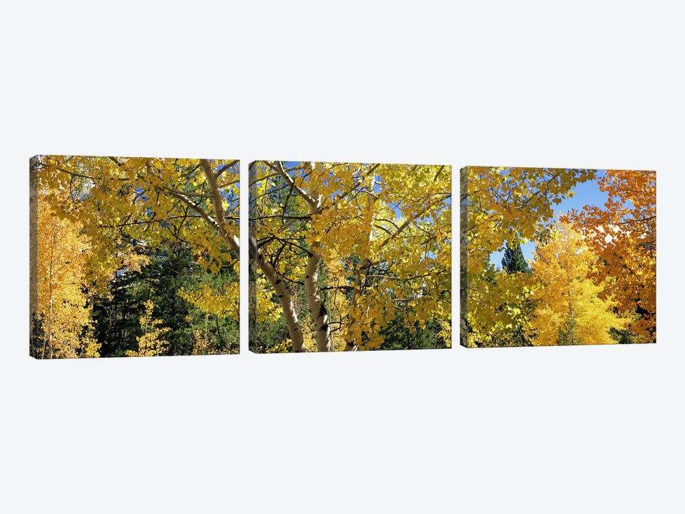 Aspen trees in autumn, Colorado, USA by Panoramic Images 3-piece Art Print