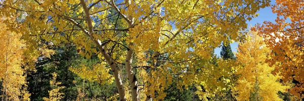 Aspen trees in autumn II, Colorado, USA