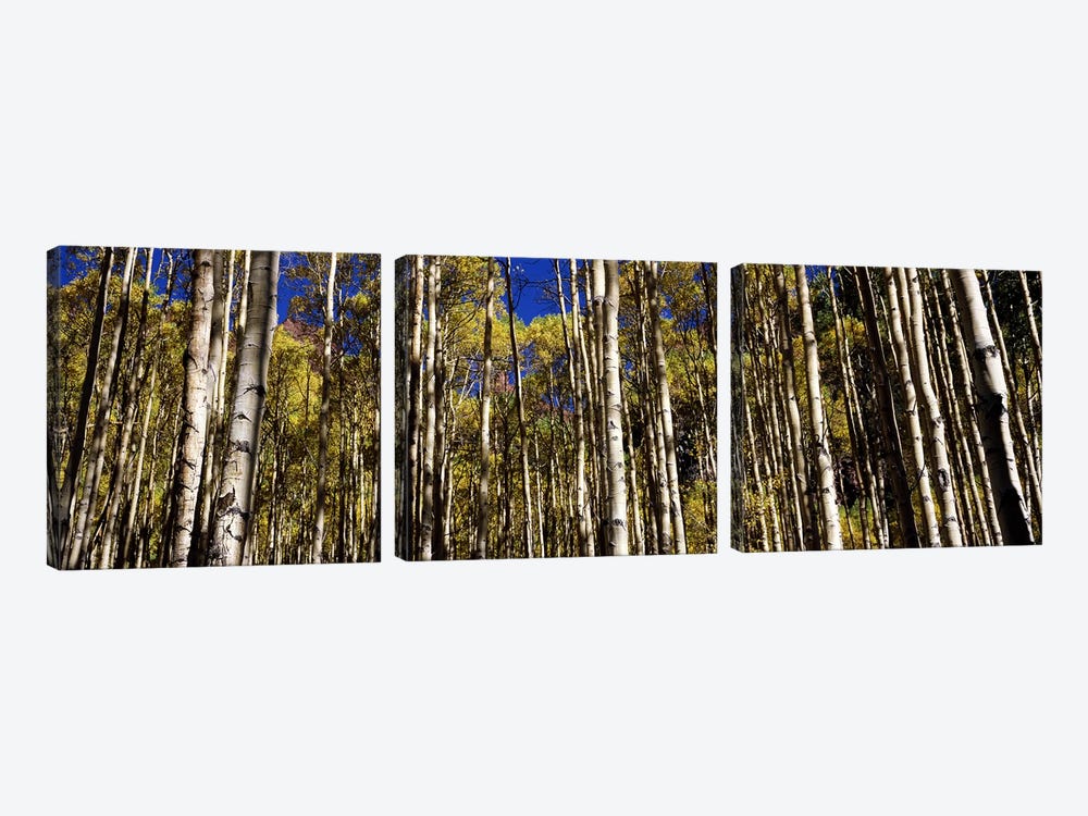 Aspen trees in autumn, Colorado, USA #2 by Panoramic Images 3-piece Canvas Art