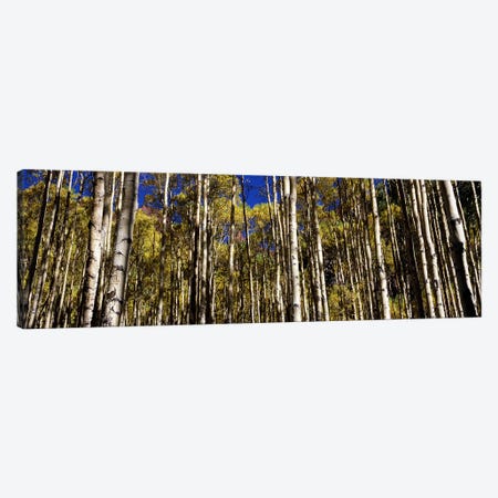Aspen trees in autumn, Colorado, USA #2 Canvas Print #PIM7461} by Panoramic Images Art Print